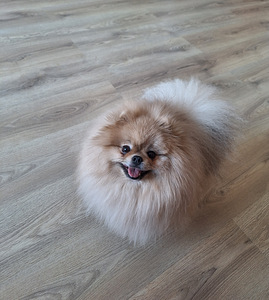 Pomeranian koer paaritamiseks (3 foto / 3)
