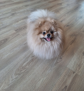Pomeranian koer paaritamiseks (1 foto / 3)