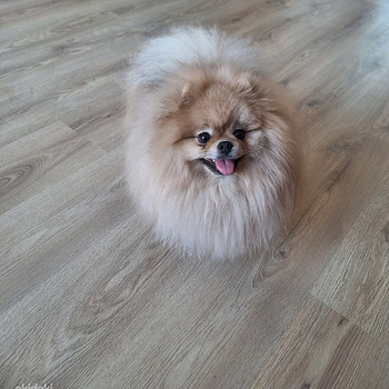 Pomeranian koer paaritamiseks