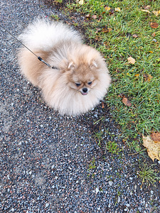 Pomeranian koer paaritamiseks (2 foto / 3)