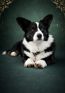Welsh corgi cardigani isane kutsikas (1 foto / 2)