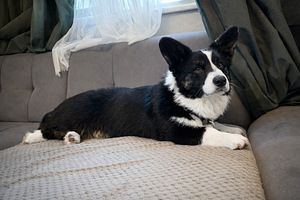 Welsh corgi cardigani isane kutsikas (2 foto / 2)