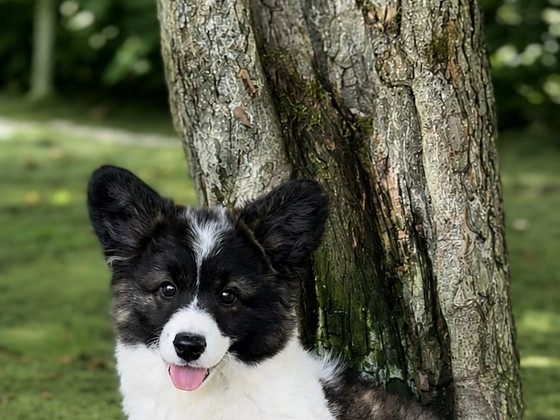 Welsh corgi cardigani isane kutsikas FCI