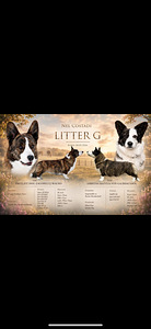 Welsh corgi cardigani isane kutsikas FCI (2 foto / 2)