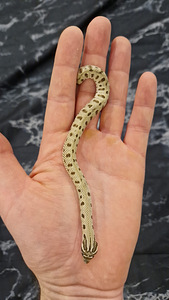 Heterodon nasicus- Hognose, Conda (1 foto / 2)