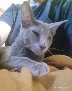 Sfinks (4 foto / 4)