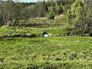 Maretsaare, Kõveriku, Mustvee vald, Jõgevamaa (9 foto / 10)