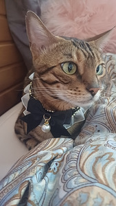 Вязка кошки (1 фото из 2)