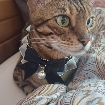 Вязка кошки