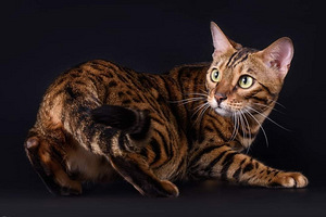 Вязка кошки (2 фото из 2)