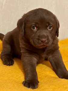 Labradorinnoutaja pennut (1 valokuva sivusta 5)