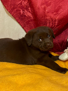 Labradorinnoutaja pennut (4 valokuva sivusta 5)