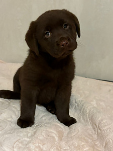 Labradorinnoutaja pennut (3 valokuva sivusta 5)