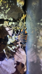 Ardentiella spec. 'ember bee' (Marulanella) (2 foto / 2)