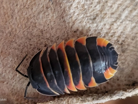 Ardentiella spec. 'ember bee'