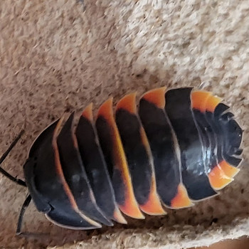 Ardentiella spec. 'ember bee'