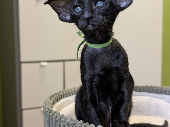 Ориентальные котята