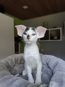 Ориентальные котята (4 фото из 8)