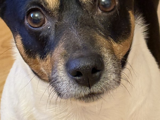 Jack Russell isane koer