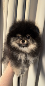 Pomeranian spits (2 foto / 7)