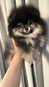 Pomeranian spits (3 foto / 7)