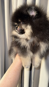 Pomeranian spits (4 foto / 7)