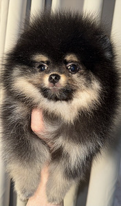 Pomeranian spits (5 foto / 7)