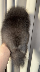 Pomeranian spits (6 foto / 7)