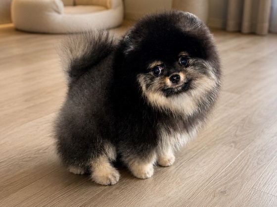 Pomeranian spits