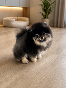 Pomeranian spits (1 foto / 7)