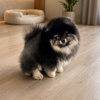 Pomeranian spits