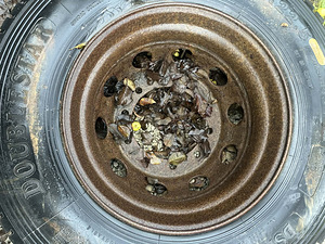 Scania pealt varuosasi (10 foto / 10)