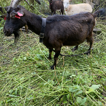 Коза