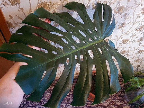 Monstera deliciosa BIG FORM taim lill / suured lehed