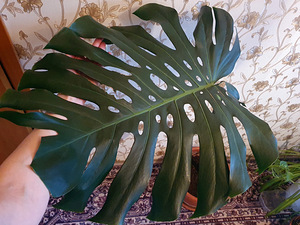 Monstera deliciosa BIG FORM taim lill / suured lehed (1 foto / 5)