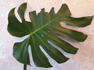 Monstera deliciosa BIG FORM taim lill / suured lehed (2 foto / 5)