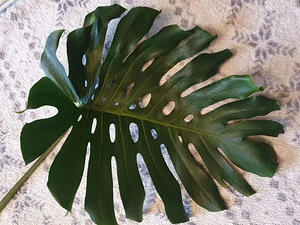 Monstera deliciosa BIG FORM taim lill / suured lehed (4 foto / 5)
