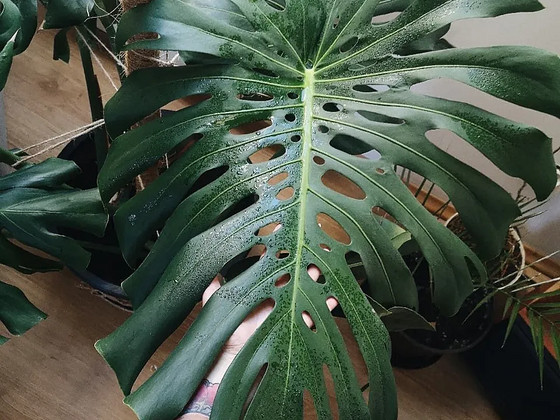Monstera deliciosa BIG FORM taim lill / suured lehed