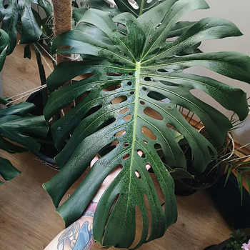 Monstera deliciosa BIG FORM taim lill / suured lehed