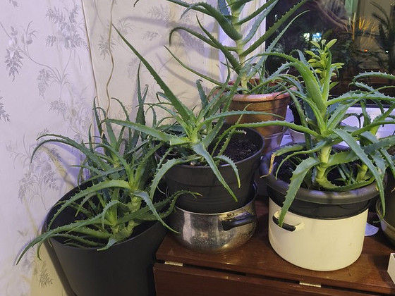 Aaloe