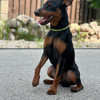 Zwergpinscher