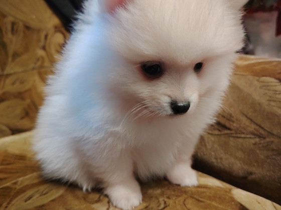Pomeranian spits poiss