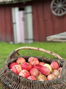 Oru-Mihkli, Pärispea, Kuusalu vald, Harjumaa (25 фото из 35)