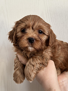 Havanna bichon (1 foto / 10)