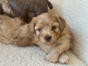 Havanna bichon (2 foto / 10)