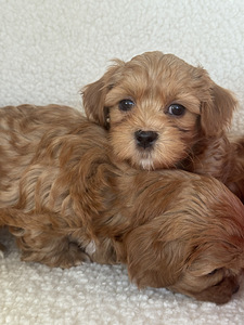 Havanna bichon (3 foto / 10)