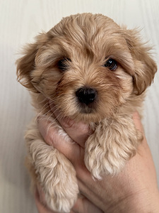 Havanna bichon (4 foto / 10)