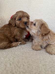 Havanna bichon (5 foto / 10)