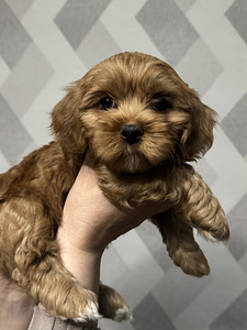 Havanna bichon (6 foto / 10)