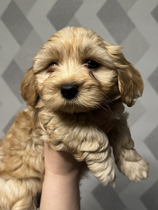 Havanna bichon (7 foto / 10)